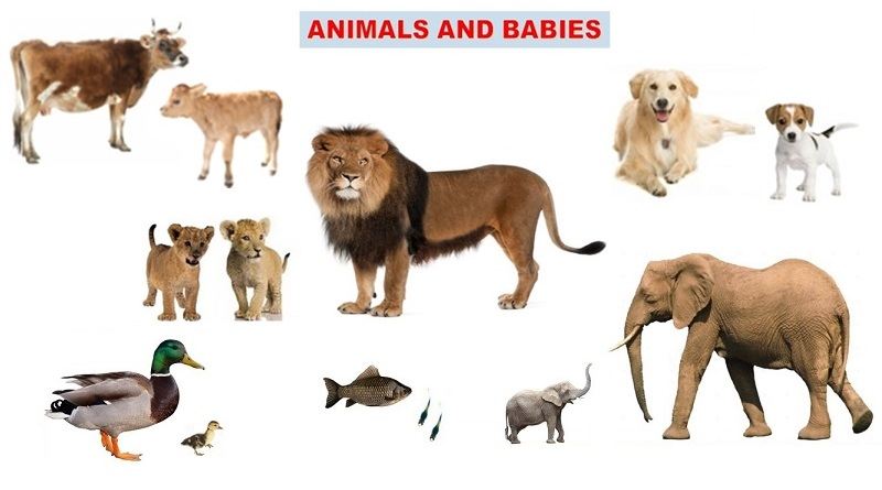 baby animal names